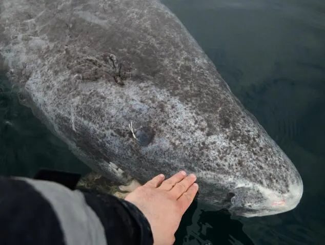 脊椎动物|从明朝崇祯元年活到今天，392岁，地球最长寿脊椎动物被发现