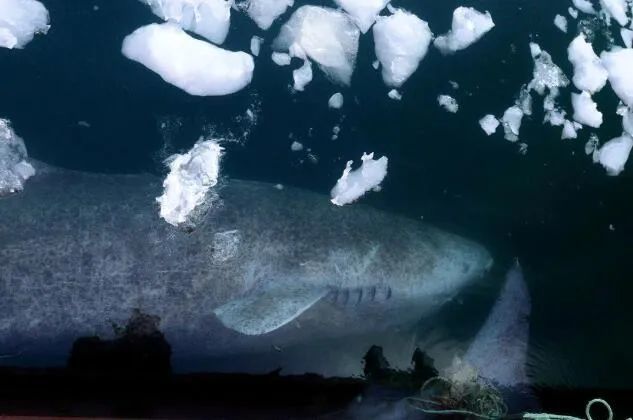 脊椎动物|从明朝崇祯元年活到今天，392岁，地球最长寿脊椎动物被发现