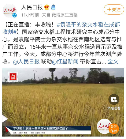 袁隆平|袁隆平的水稻在成都收割