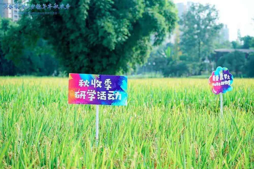 袁隆平|袁隆平的水稻在成都收割