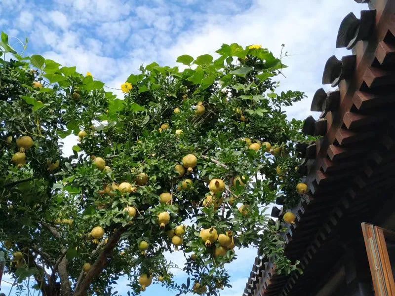 四合院|北京四合院，围起一片独享的悠然自得