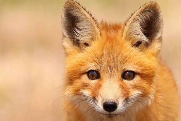 狐狸眼眼型 特征图片