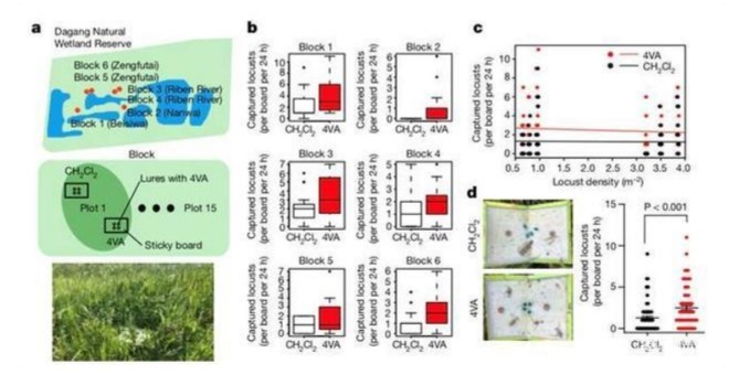 蝗虫|治理蝗灾新方法，由我国团队发现，引起国外媒体争相报道