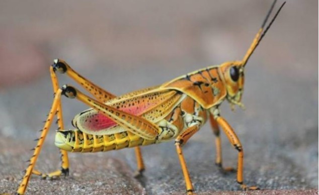 蝗虫|治理蝗灾新方法，由我国团队发现，引起国外媒体争相报道