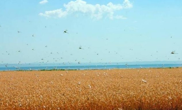 蝗虫|治理蝗灾新方法，由我国团队发现，引起国外媒体争相报道