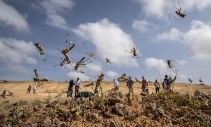 蝗虫|治理蝗灾新方法，由我国团队发现，引起国外媒体争相报道