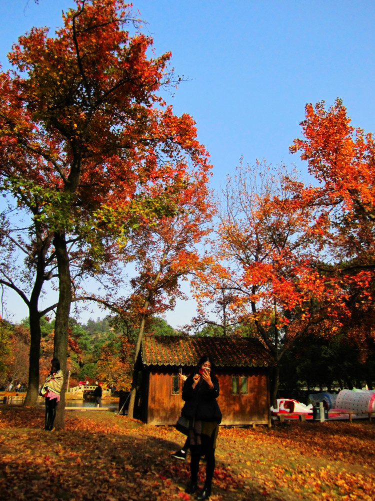 層林盡染的天平山,是這個深秋你不能錯過的賞楓之地