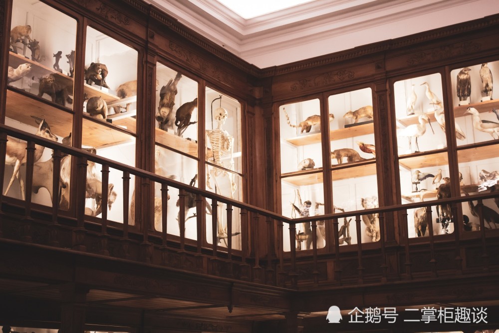 灭绝|细思极恐的物种灭绝，50年已经消失了2/3，人类的孤独还远吗？