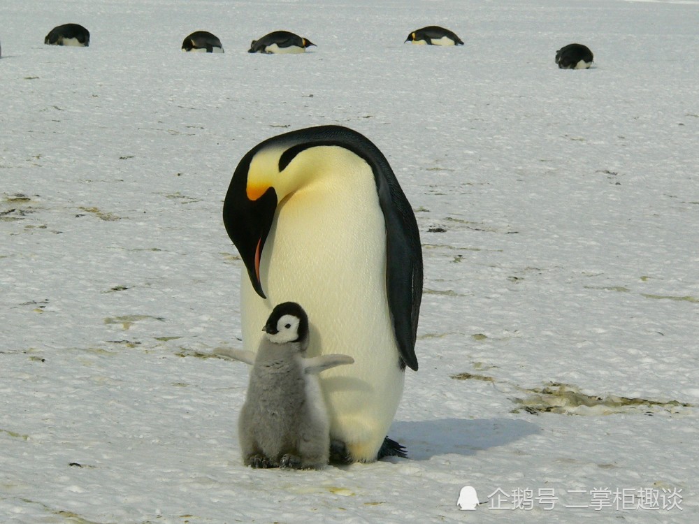 灭绝|细思极恐的物种灭绝，50年已经消失了2/3，人类的孤独还远吗？