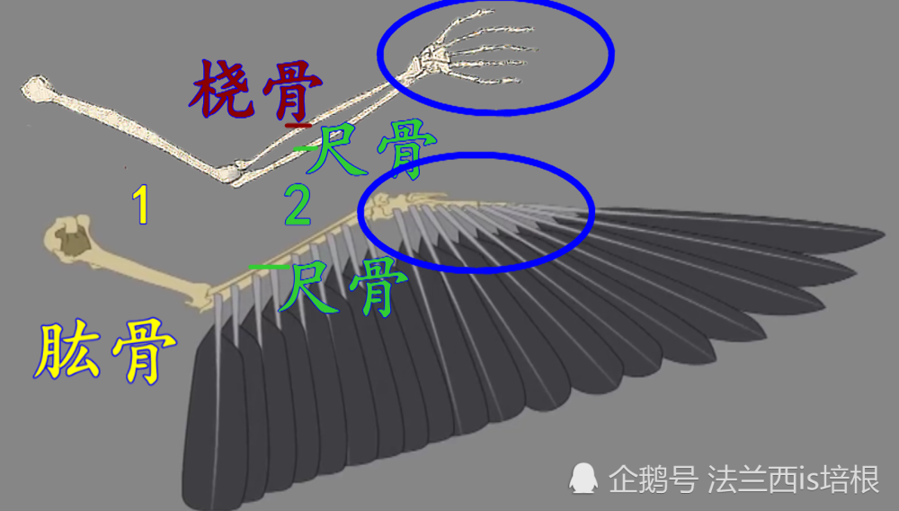 鸟类翅膀骨架图片