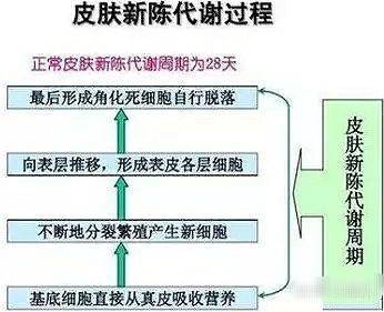 艾芙芷指南:利用皮肤新陈代谢周期,让护肤品发挥最大功效