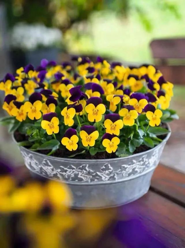 适合9月播种的八种花 个个都是开花小能手 现在种下 来年美成大花球 腾讯网