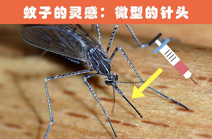 动物带来的灵感受到了动物的启发而最终研发出来的10个发明