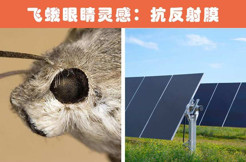 动物带来的灵感:受到了动物的启发,而最终研发出来的10个发明