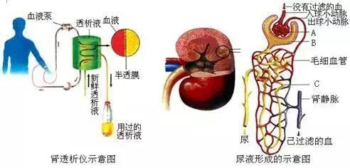 人造器官|科幻里的人造器官，已经成真了吗？