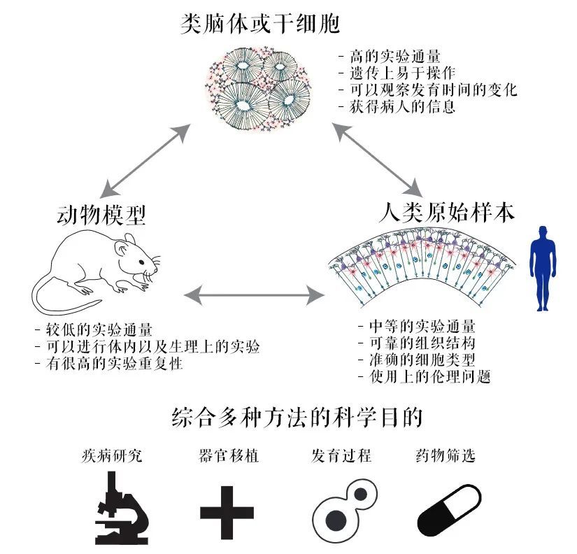 人造器官|科幻里的人造器官，已经成真了吗？