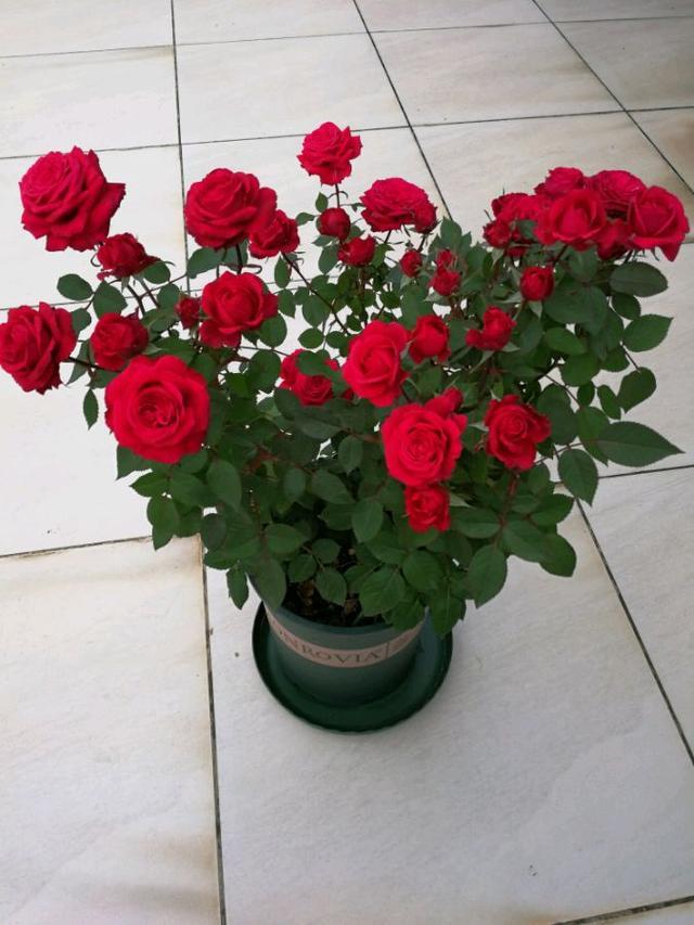 蒙特卡洛盆栽月季新宠植株低矮四季都开花适合阳台族