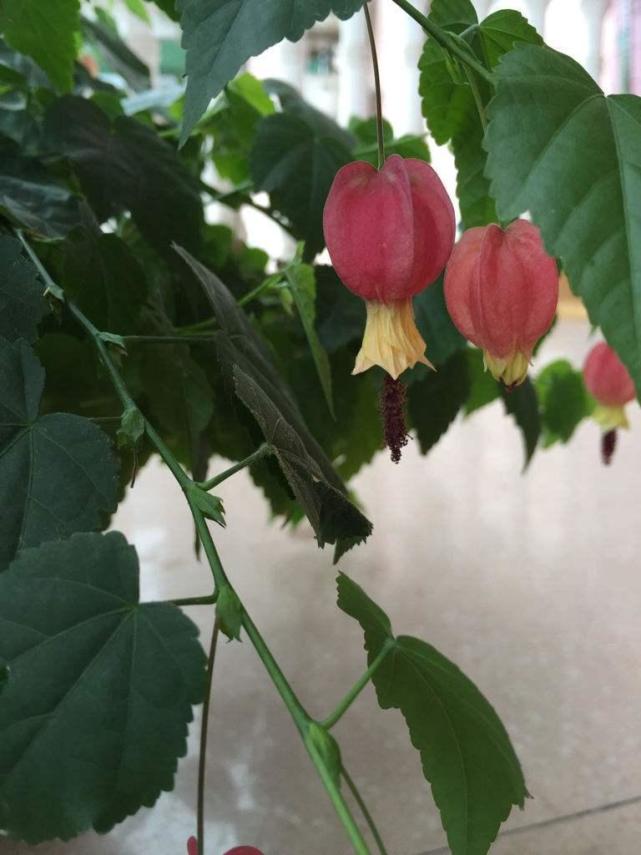 红配绿太俗气蔓性风铃花来告诉你什么叫高级