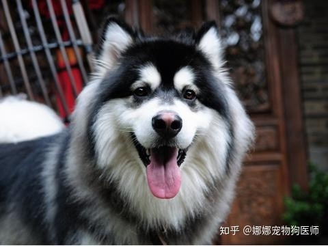 新手养狗的一些建议 金毛狗 哈士奇 边牧 阿拉斯加犬 萨摩耶犬 狗狗