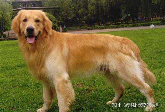 新手养狗的一些建议