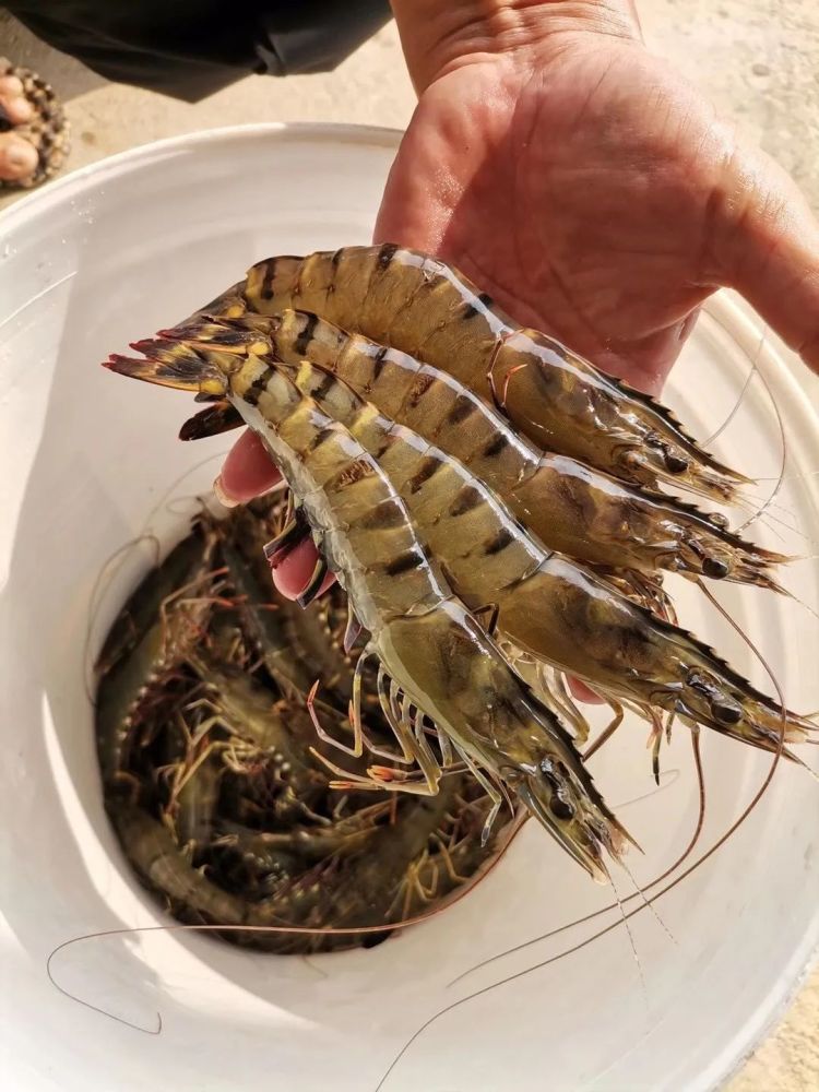 头雕,金昌,包公,红油, 石蚌,乌头等等其他海鱼品种 肉多味美 营养丰富