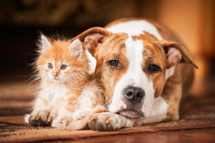 猫咪可以和狗子交朋友吗 宠物之间如何交流 我们又该怎么做呢 腾讯新闻