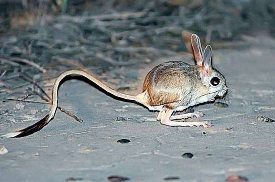 沙漠中最奇特的老鼠,集兔子袋鼠特征于一身,现已经濒临灭绝