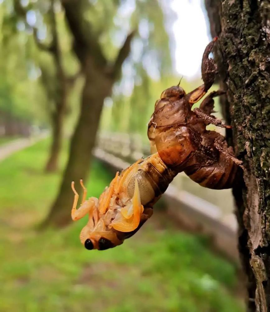 在黄岛 企鹅号 分享 评论 0 秋风起,鼓噪了一个夏天的蝉终于安静下来
