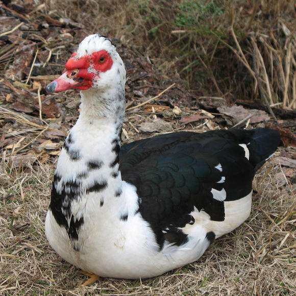 养殖这种鸭子你见过吗