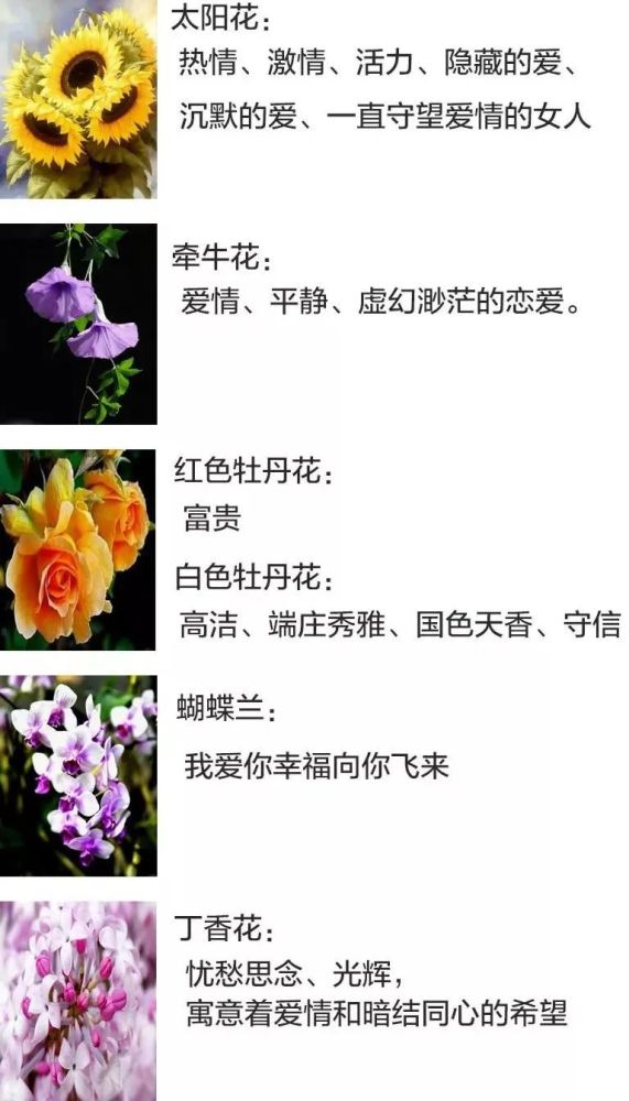 油画|这么美的油画花卉，真的惊艳到我了！