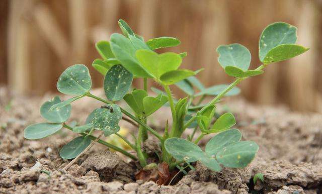 种花生要用水泥作肥料 你听过吗 腾讯新闻