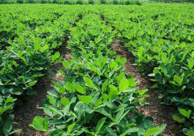 种花生要用水泥作肥料 你听过吗 腾讯新闻