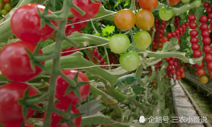 粮食安全|逼出来的世界先进。未来30年，粮食安全面临挑战，解决方案来了