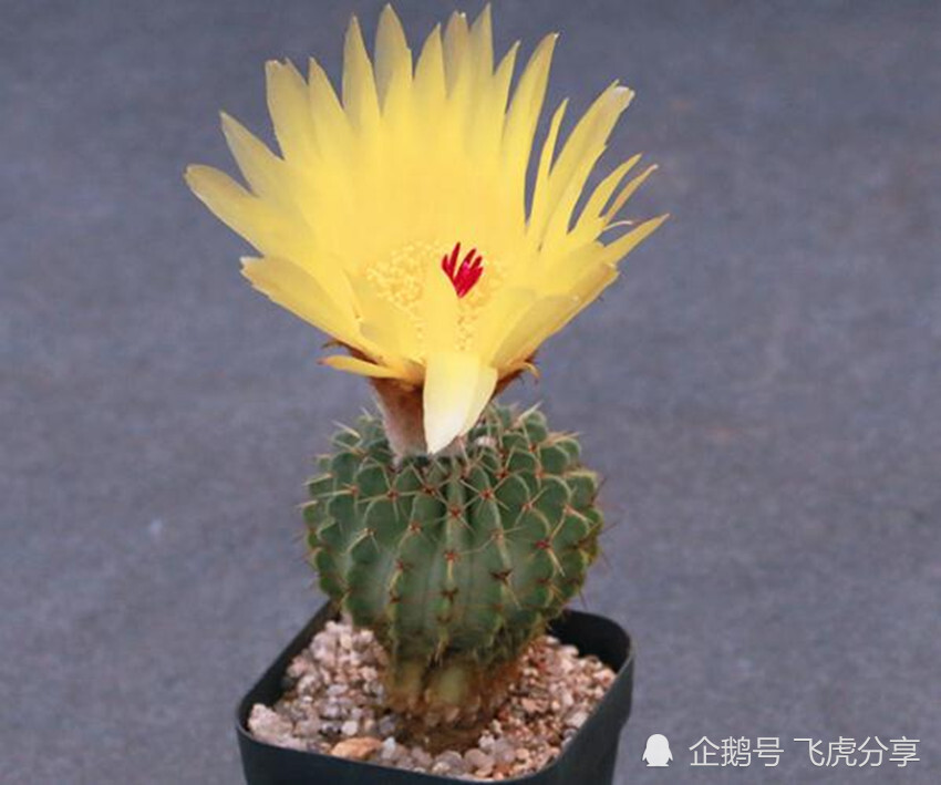 皮实好养的10种仙人球 一月不浇水照样开爆盆 比玫瑰还漂亮 腾讯新闻