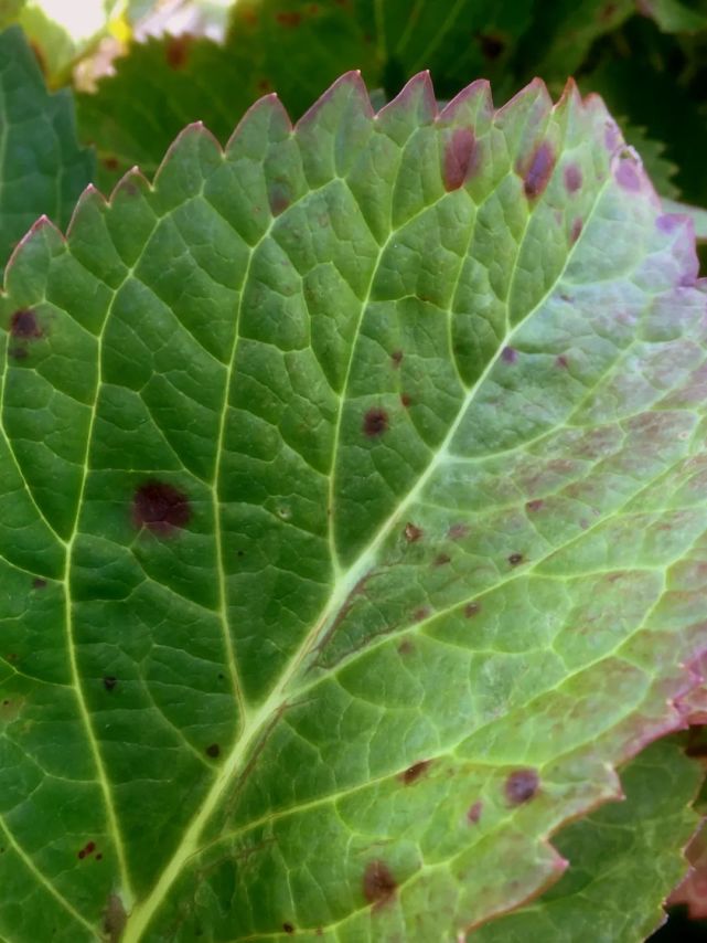 绣球花的叶片上大规模出现紫红色斑点,逐渐扩散,用啥方法救?