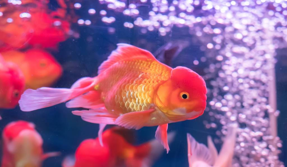 如果你鱼缸的增氧泵不得不开 那么你该怎么开 我是这么做的 腾讯新闻