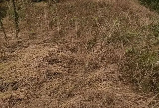 杀灭拉拉秧牛筋草等恶性杂草用这个除草剂一次就能除根