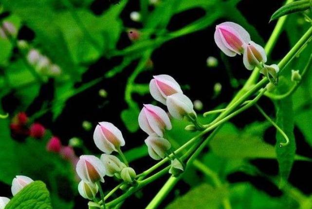 被迫"蹭热点"寻子的家长:仅50人观看仍坚持直播打开腾讯新闻九派新闻