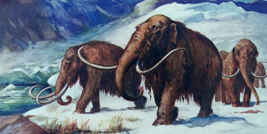 猛犸象|猛犸象群“万人坑”被发现，神秘死亡背后，或与远古人类有关