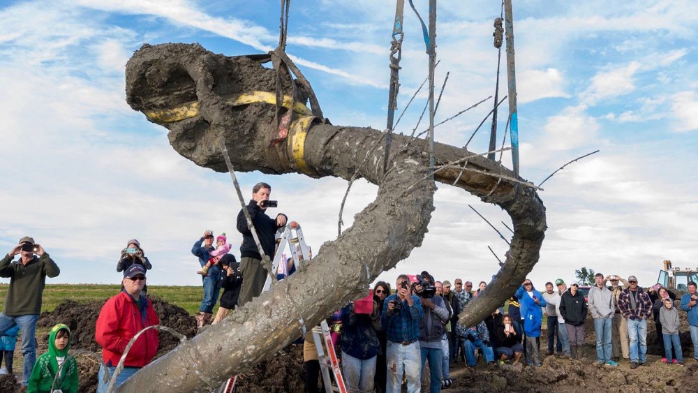猛犸象|猛犸象群“万人坑”被发现，神秘死亡背后，或与远古人类有关