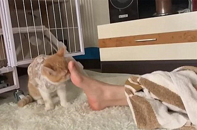 猫咪|妹子脸上长了脚气，去医院也是一头问号：都是养猫惹出的问题啊