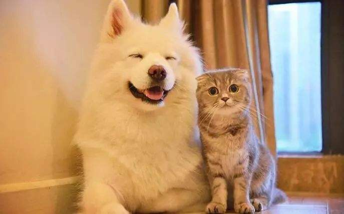 你以为猫狗双全就真的是人生赢家先来调停了猫狗大战再说吧