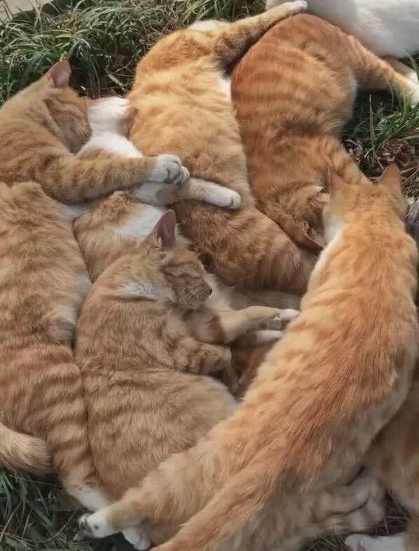 流浪猫|草丛里堆着几只橘猫，以为是什么虐待事件，看清后却觉得上当了