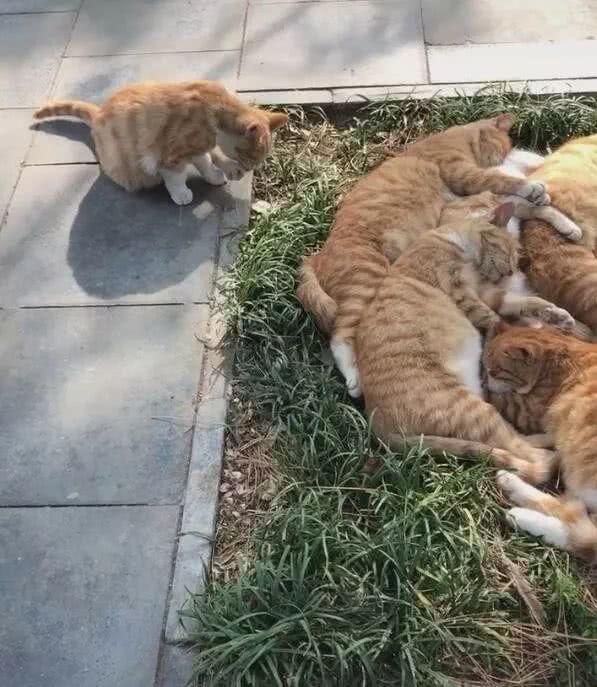 流浪猫|草丛里堆着几只橘猫，以为是什么虐待事件，看清后却觉得上当了