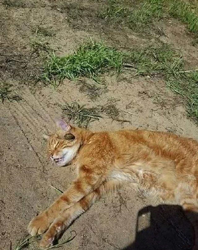 流浪猫|草丛里堆着几只橘猫，以为是什么虐待事件，看清后却觉得上当了