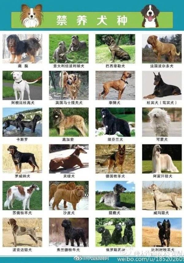 中国犬类品种大全图片