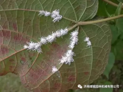 日本松干蚧属于检疫对象,要做好苗木,接穗,砧木检疫工作.