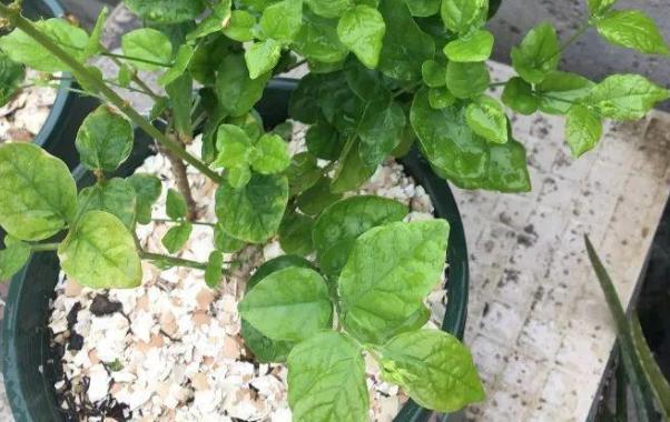 有机肥|养花常用这3款有机肥，可让盆栽土透水又透气，不再依赖化肥