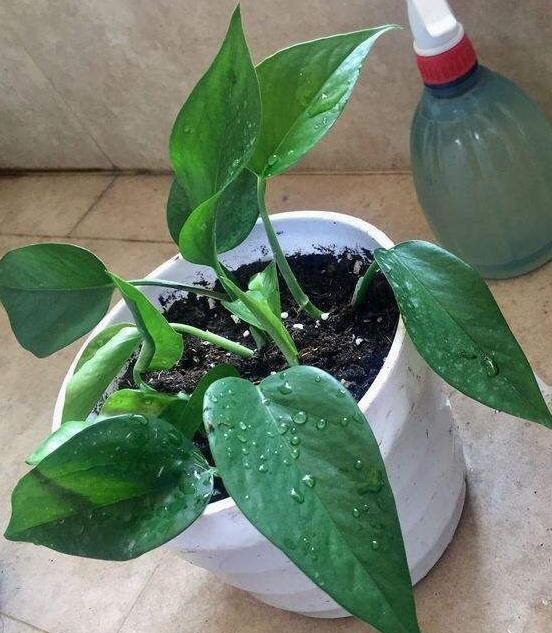 有机肥|养花常用这3款有机肥，可让盆栽土透水又透气，不再依赖化肥