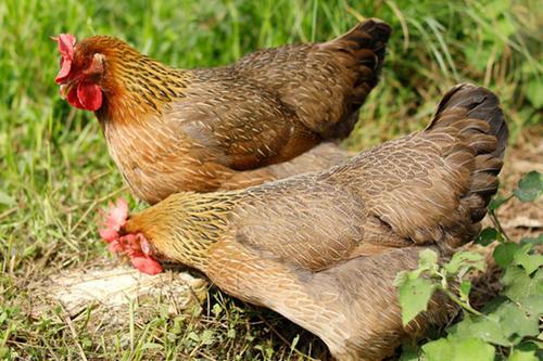 清远鸡|人称“广东第一鸡”，养殖千年上过国宴，一斤30元，养殖前景好